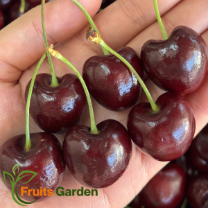 Cherry Chile Growmax 1JD Chủng Santina