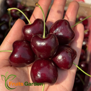 Cherry Chile Angotura 2JD chủng Santina