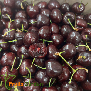 Cherry Chile Huerton 2JD Chủng Santina