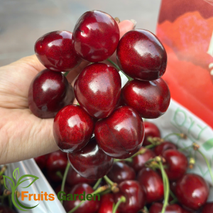 Cherry New Zealand Beyond Size 26-28