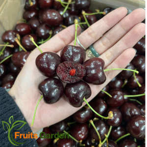 Cherry Chile Seven JD Chủng Santina