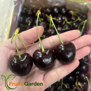 Cherry Chile Frutea 2JD Chủng Santina